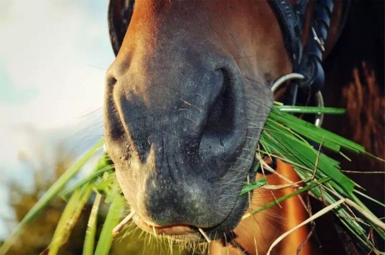 Você sabe o quanto seu cavalo come?