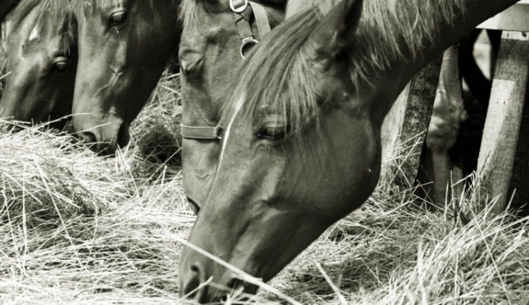 22 curiosidades sobre cavalos que talvez você não conheça